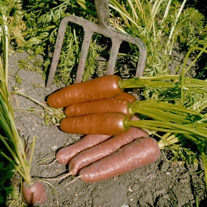Picture of Organic Carrot Flyaway F1